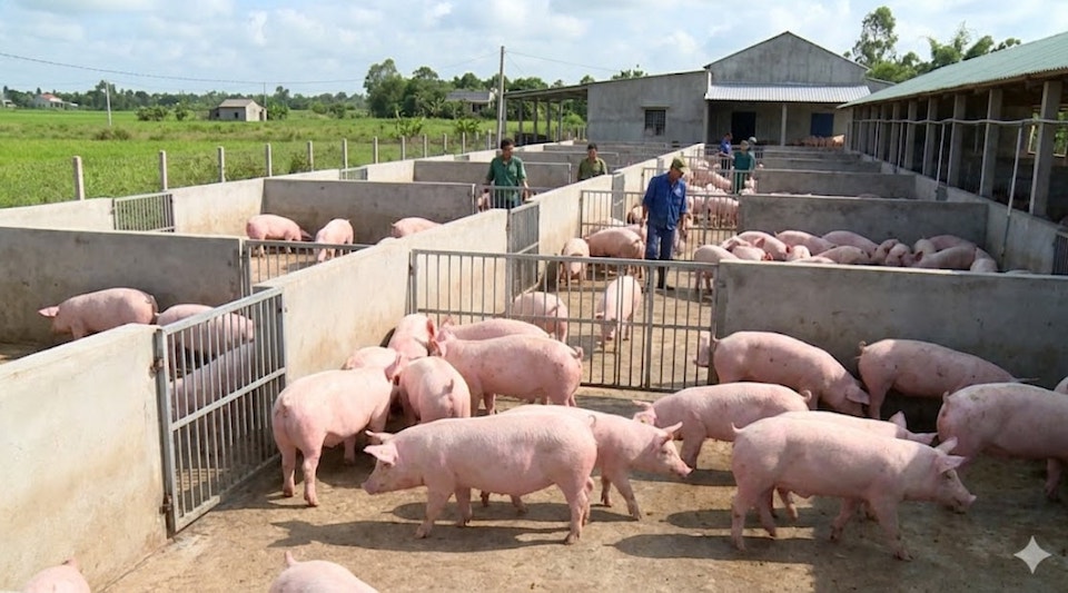 Giá heo hơi ngày 12/2/2026: Sức mua tăng vọt, thị trường giữ giá cao trên 70.000 đồng/kg