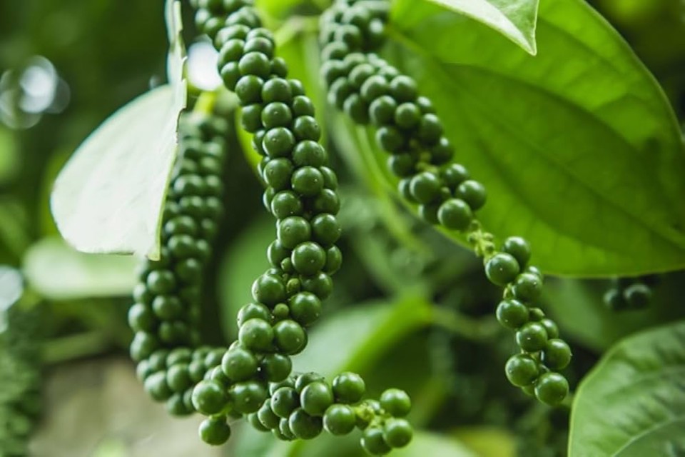 Giá nông sản ngày 12/2/2026: Giá cà phê quay đầu giảm mạnh, hồ tiêu tái lập mốc 151.000 đồng/kg