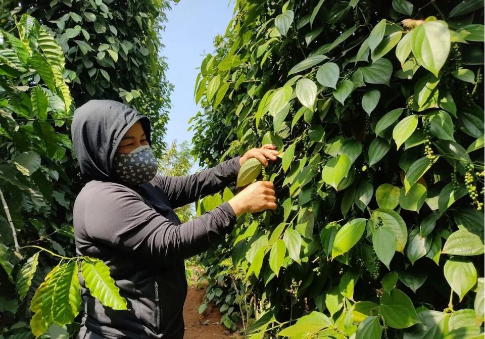 Giá nông sản ngày 13/2/2026: Cà phê tăng nhẹ, hồ tiêu đảo chiểu giảm