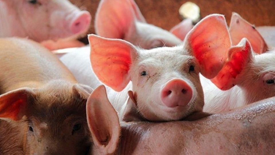 Giá heo hơi ngày 14/2/2026: Duy trì ổn định