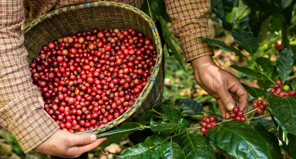 Giá nông sản ngày 14/2/2026: Cà phê tiếp tục tăng mạnh, hồ tiêu giảm nhẹ