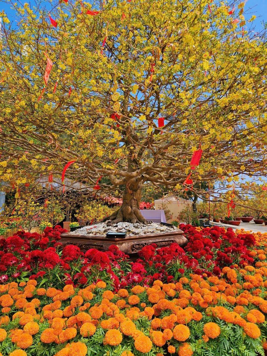 Một ngày du xuân Cần Giờ, trọn niềm vui cho cả gia đình, vẹn ký ức cho nhiều mùa Tết