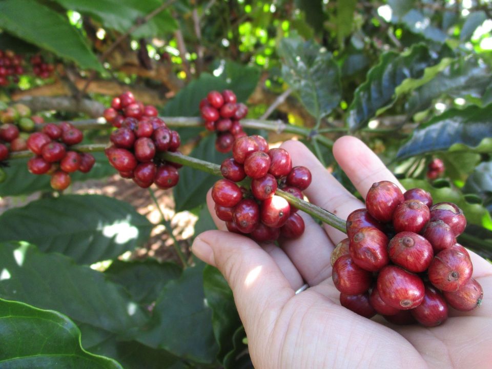 Giá nông sản ngày 20/2/2026: Cà phê và hồ tiêu cùng neo ở mức cao