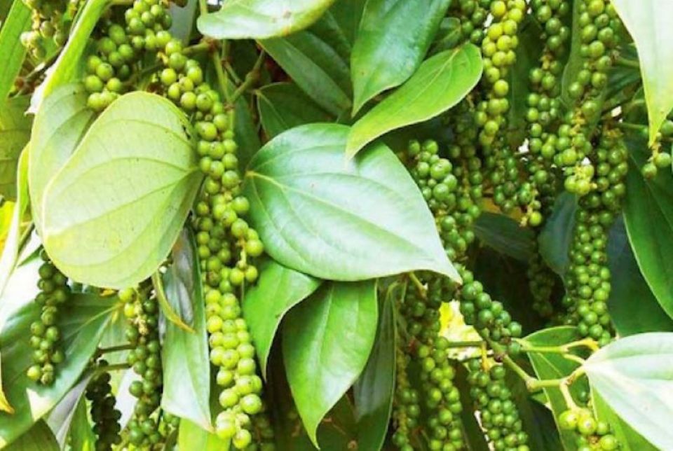 Giá nông sản ngày 20/2/2026: Cà phê và hồ tiêu cùng neo ở mức cao