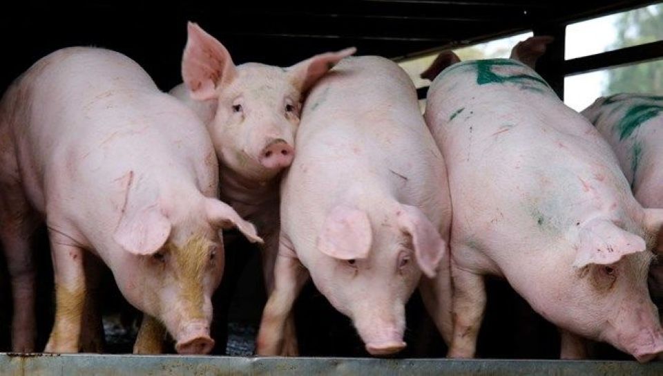 Giá heo hơi ngày 21/2/2026: Giữ đà ổn định sau Tết
