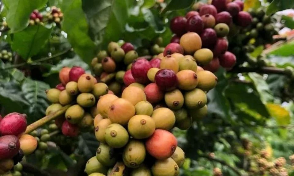 Giá nông sản ngày 21/2/2026: Cà phê và hồ tiêu "lặng sóng" sau Tết Nguyên đán