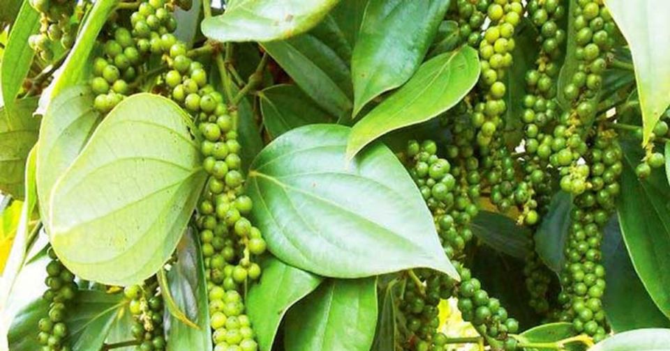 Giá nông sản ngày 21/2/2026: Cà phê và hồ tiêu "lặng sóng" sau Tết Nguyên đán