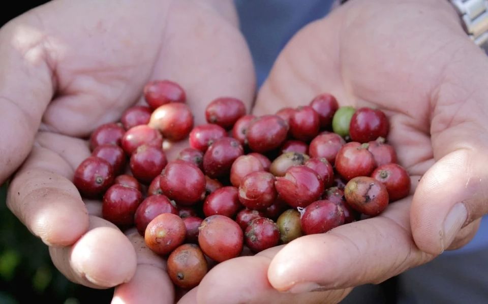 Giá nông sản ngày 23/2/2026: Cà phê, hồ tiêu nội địa neo giá cao chờ tín hiệu sau Tết