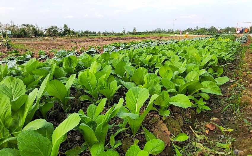 Biến vùng đất hoang hóa thành khu sinh thái miệt vườn để đền đáp quê hương