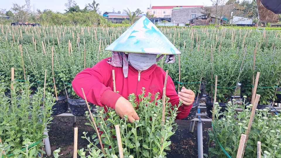 Để có chậu hoa đẹp người dân phải chăm chút từng nhành cây, nhánh lá đến nụ hoa. Ảnh Hữu Tuấn