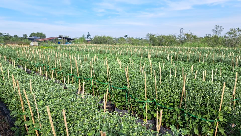 Dịp tết năm nay, làng hoa Sa Đéc trồng khoảng 100 ha hoa cảnh các loại. Ảnh Hữu Tuấn