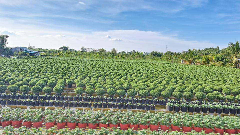 Cúc mâm xôi là sản phẩm chủ lực của làng hoa Sa Đéc được người dân trồng rất nhiều. Ảnh Hữu Tuấn