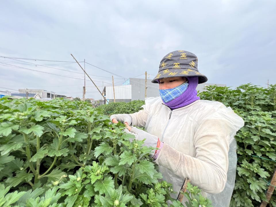 Dù hoa mới cho nụ chưa lâu nhưng đã được thương lái hỏi mua hết.