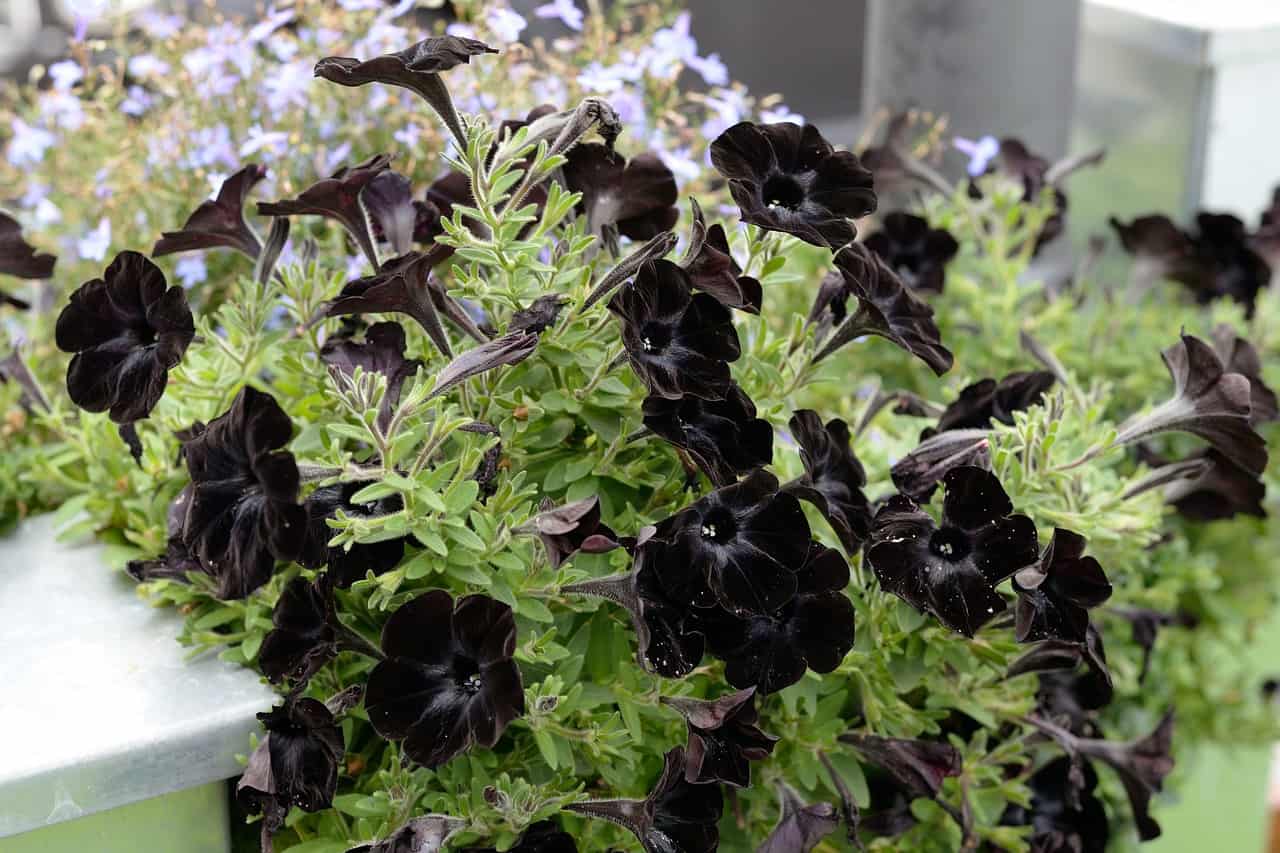 Hình ảnh hoa Dạ Yến Thảo đen, hạt giống phượng hoàng