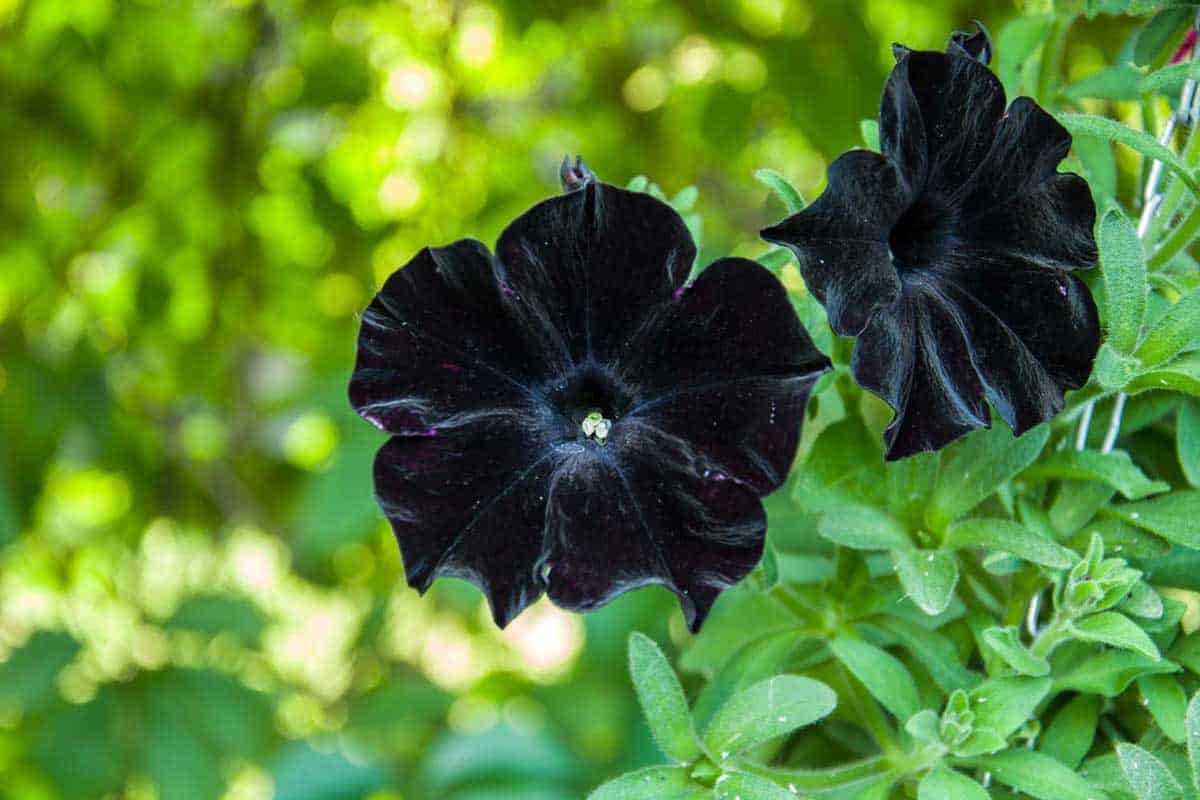 Hoa dạ yến thảo đen: Dù không phải là màu sắc truyền thống của hoa dạ yến thảo, nhưng hoa dạ yến thảo đen lại mang đến một vẻ đẹp độc đáo và quý phái. Hãy mở ra hình ảnh này để khám phá vẻ đẹp của loài hoa độc đáo này!