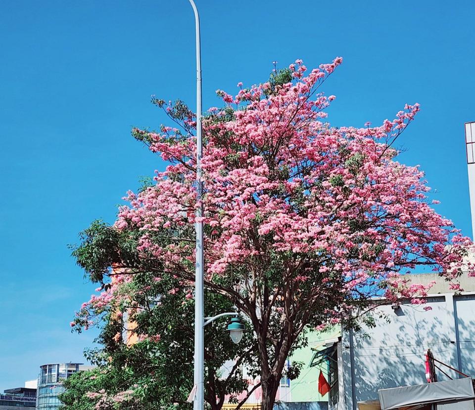 Cây kèn hồng trên đường Điện Biên Phủ (quận Bình Thạnh) rất được nhiều du khách đến chụp hình
