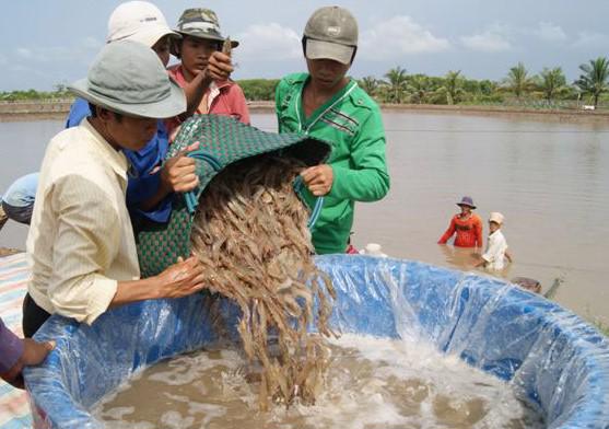 Cà Mau là một trong những tỉnh có diện tích nuôi, sản lượng tôm đứng đầu cả nước