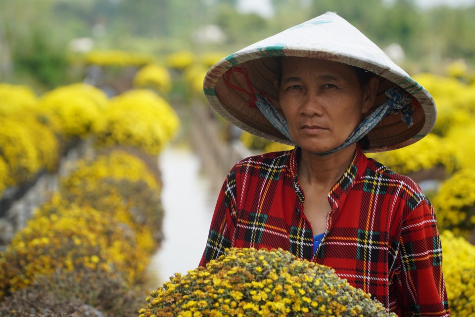 Bên chậu cúc mâm xôi khô héo, người trồng hoa chia sẻ,  những năm trước, nhiều thương lái đến vườn mua số lượng lớn. Đến thời điểm này chỉ mua lác đác. Năm trước mỗi cặp cúc mâm xôi có giá 120.000-180.000 đồng, nay chỉ 100.000 đồng thậm chí 40.000-60.000 đồngvẫn chưa bán ra đươc. (Ảnh Hữu Tuấn)