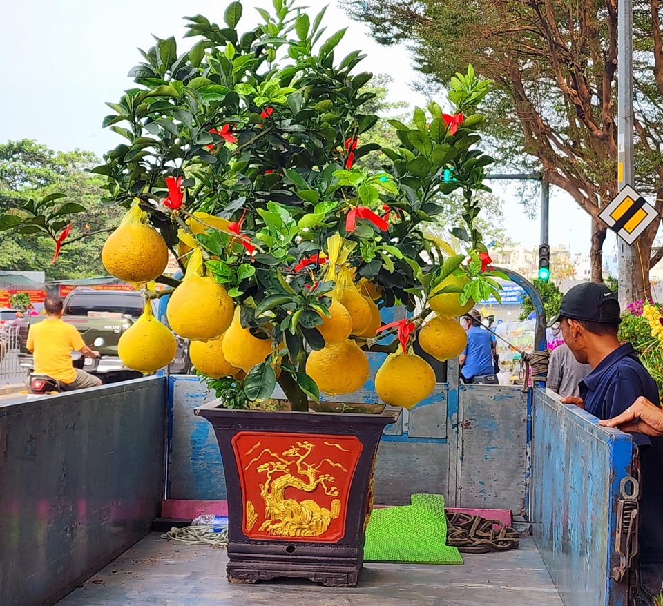 Cây bưởi diễn, đã được người mua chuyển lên xe chở về