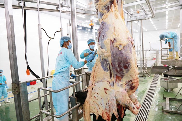 Dây chuyền giết mổ thịt bò
