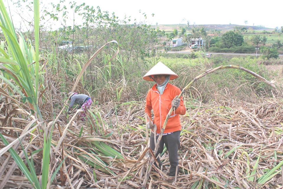 ngành mía đường việt nam, nông dân mía đường