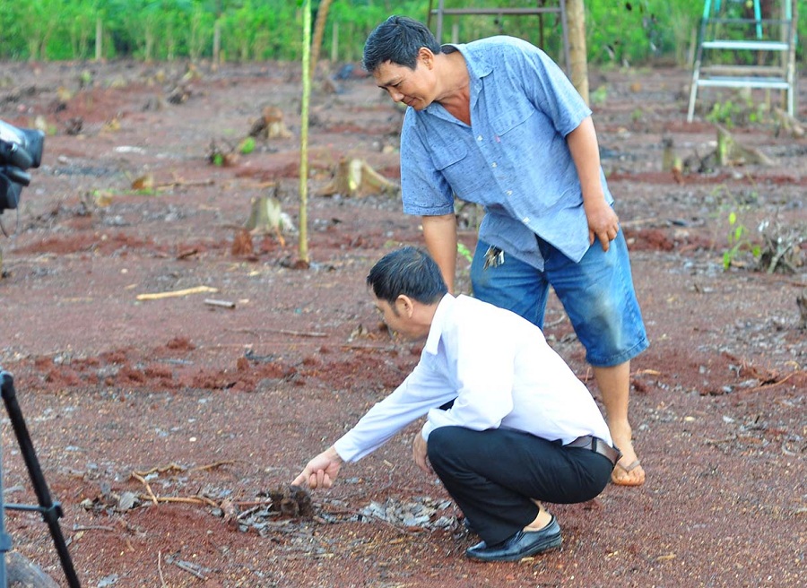 thương lái trung quốc mua rễ tiêu ở đồng nai