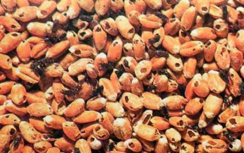 Mọt lạc serratus là đối tượng kiểm dịch thực vật của Việt Nam.