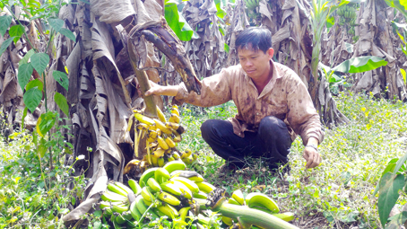 Trái chuối cho gia súc ăn và chuyện thương lái Trung Quốc